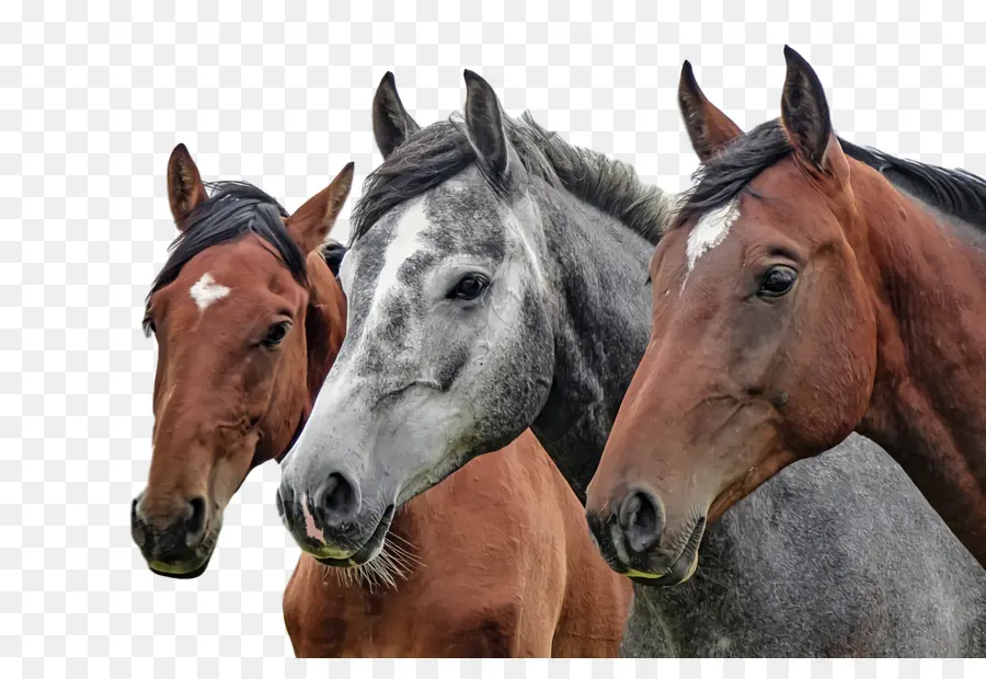 Caballos，Grupo PNG