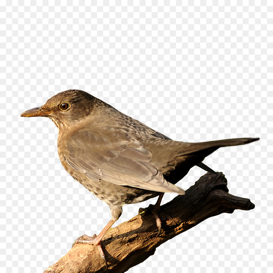 Gorrión，Aves PNG