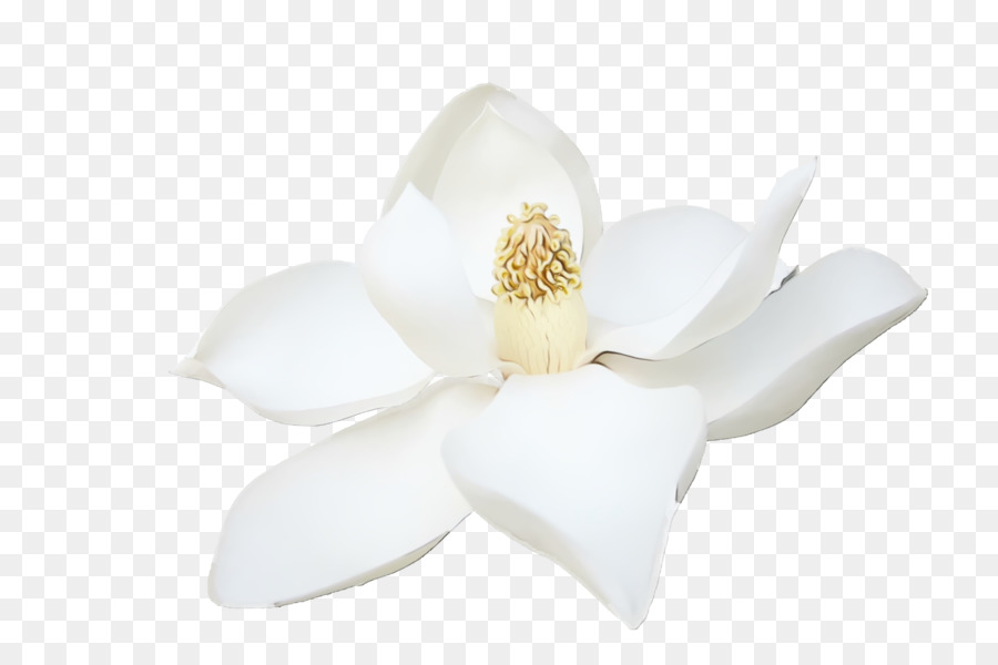 Las Flores Cortadas，La Polilla De Las Orquídeas PNG