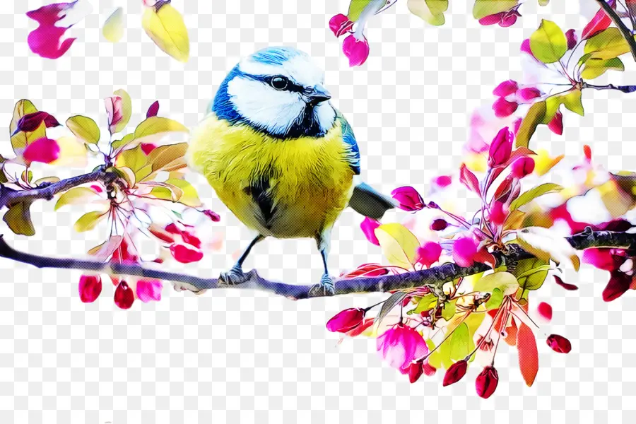 Tit，Eurasia Blue Tit PNG