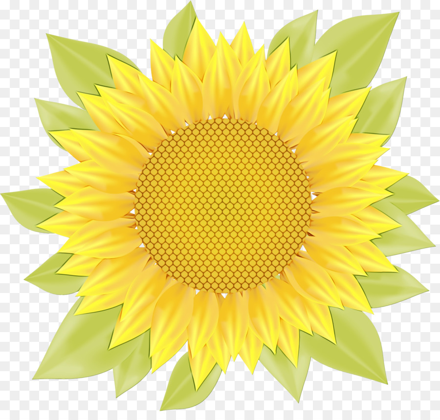 Girasol Amarillo，Planta PNG