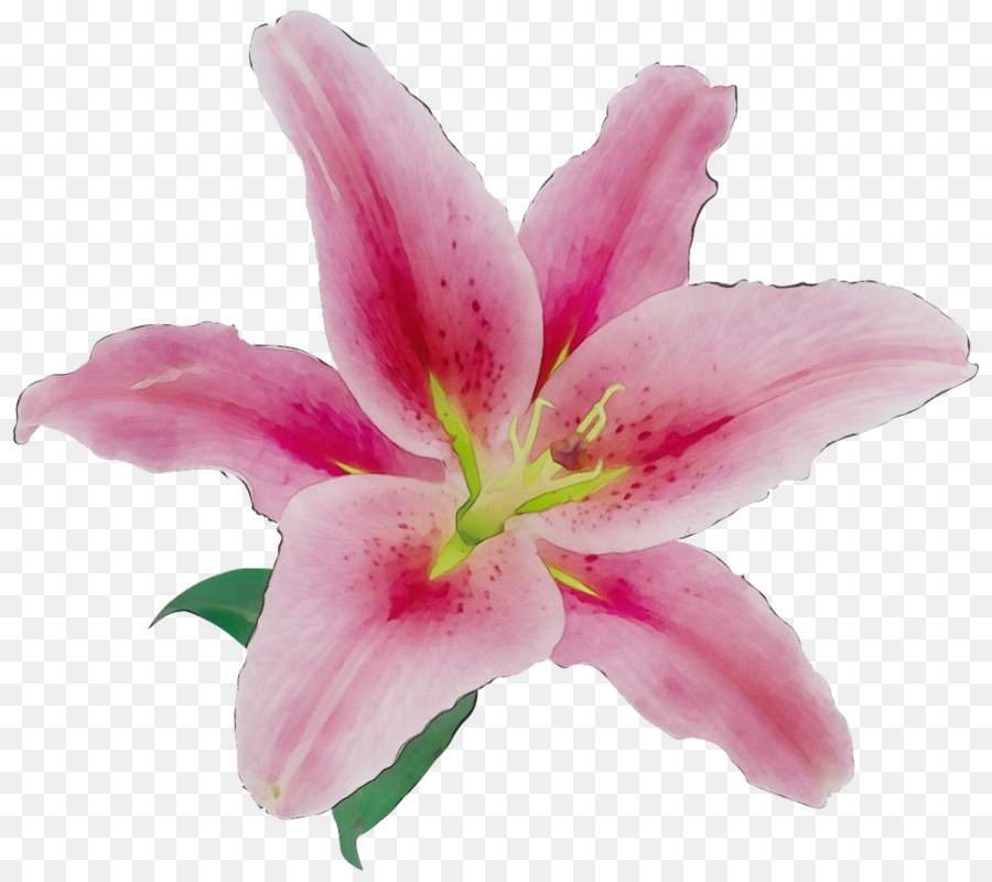 Flor，Pétalo PNG