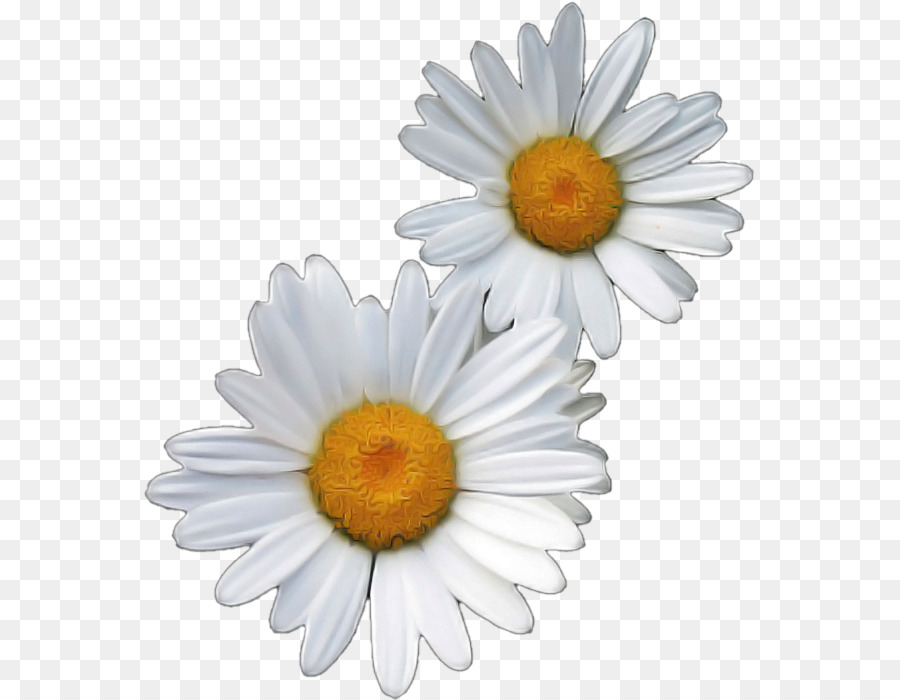 Flores Blancas，Florecer PNG