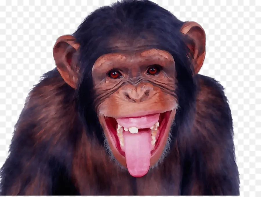 Chimpancé，Percha De Mono PNG