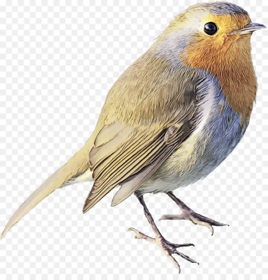 Europea Robin，Gorrión PNG