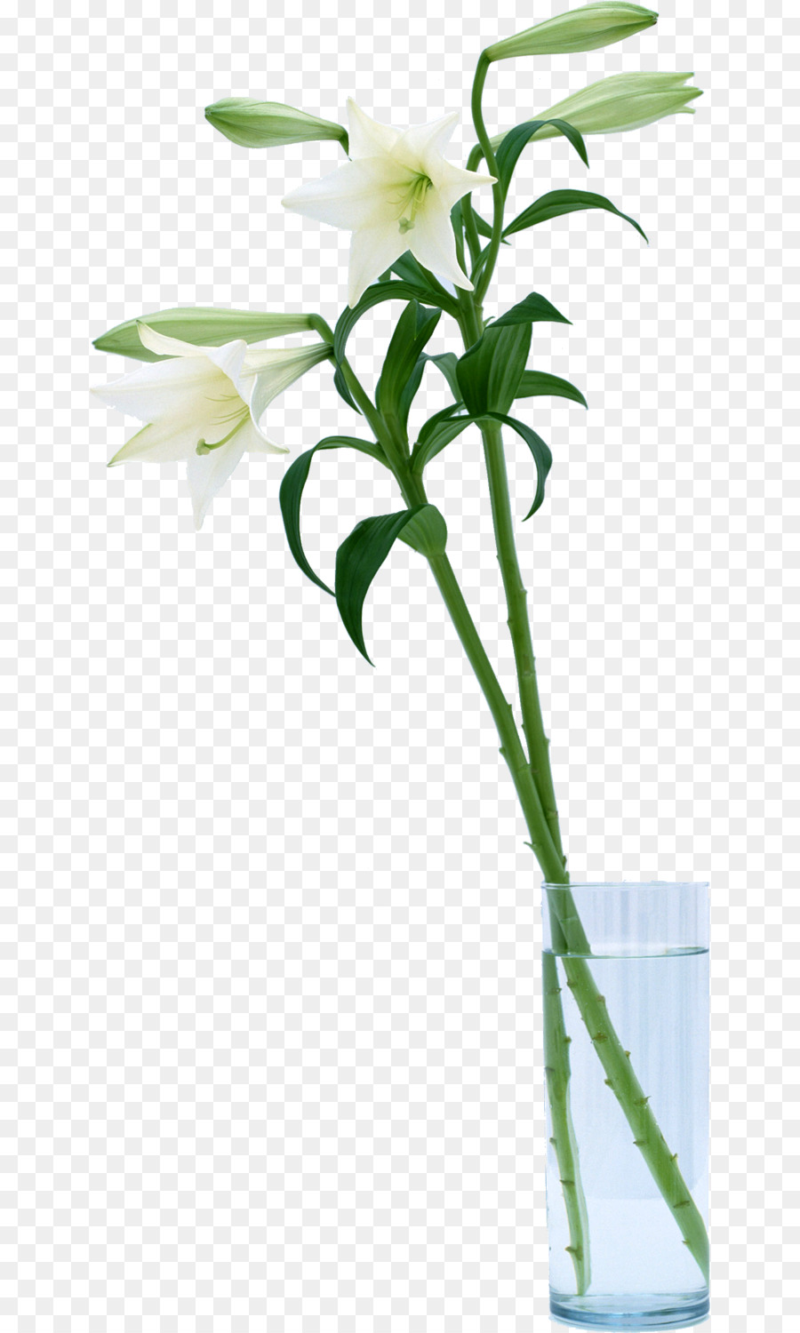 Dendrobium，Tallo De La Planta PNG