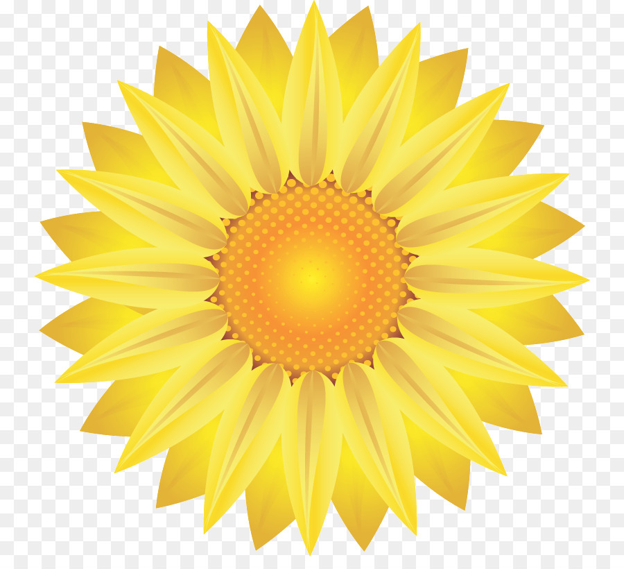 Girasol，Amarillo PNG