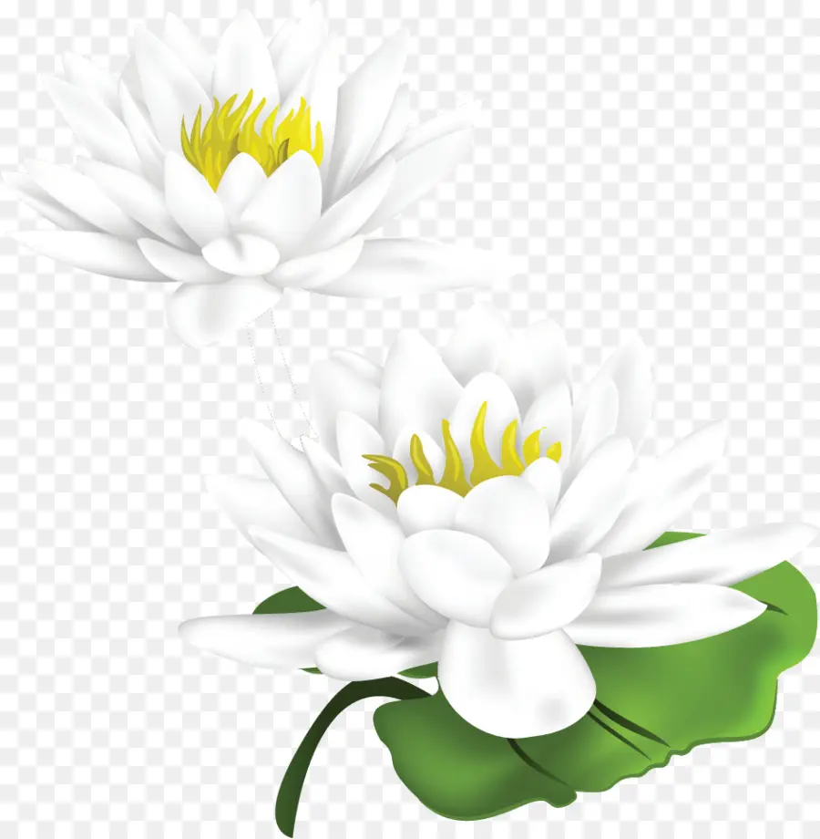 Común Daisy，Las Plantas PNG