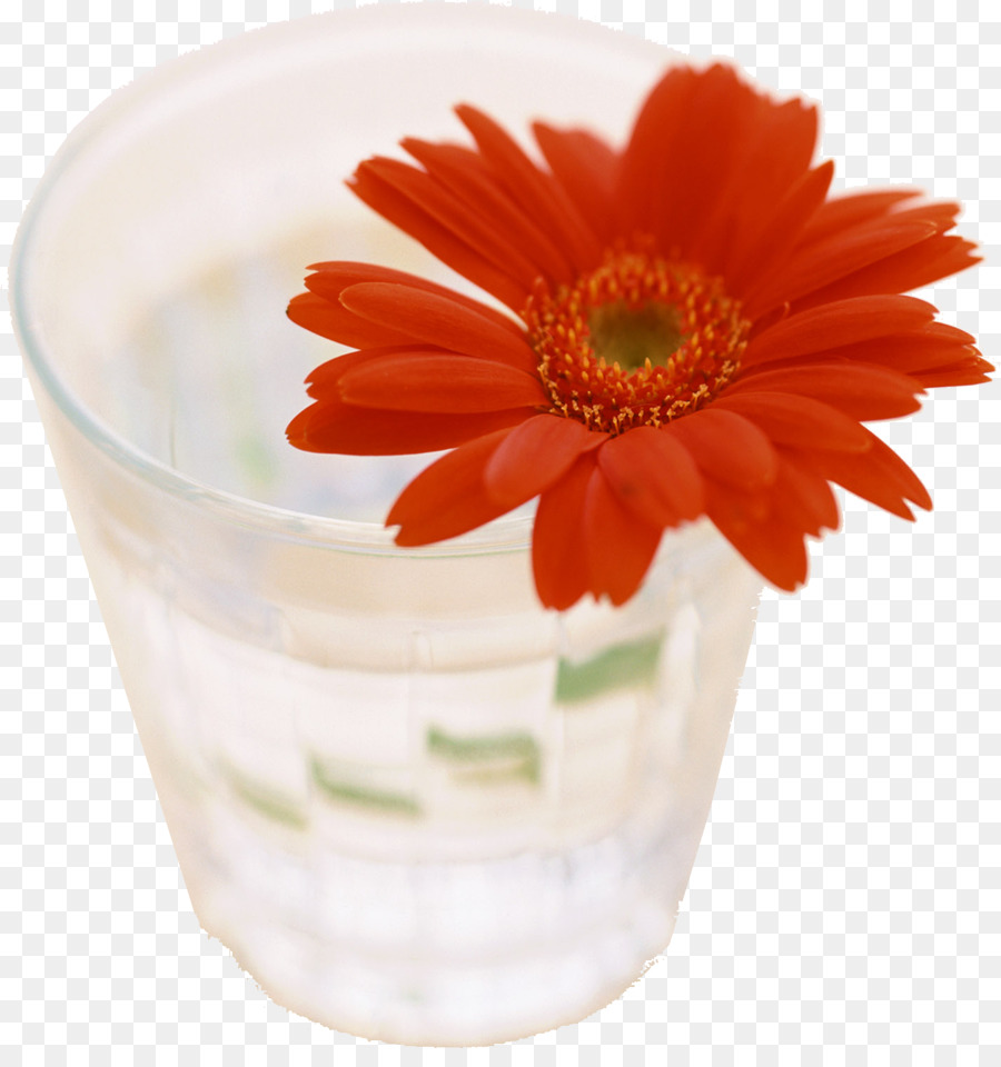 Transvaal Daisy，La Junta PNG