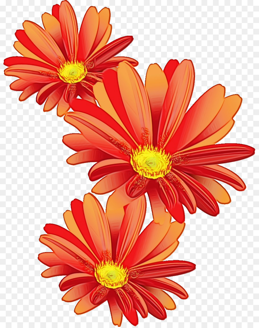 Crisantemo，Transvaal Daisy PNG