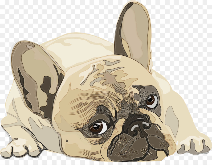 Pug，Cachorro PNG