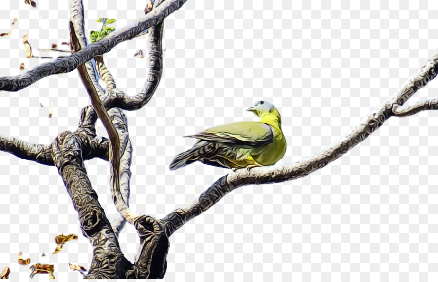 Guacamayo，Parakeet PNG