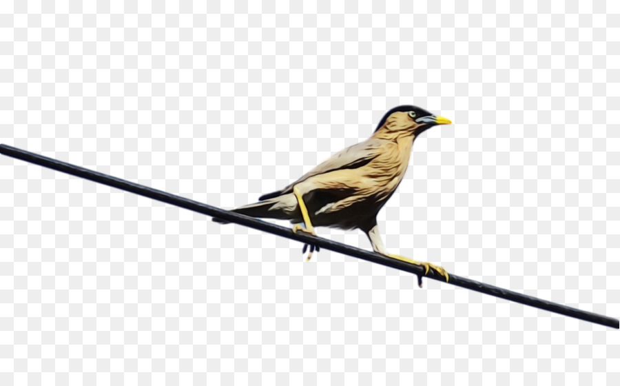 Pájaro，Cable PNG