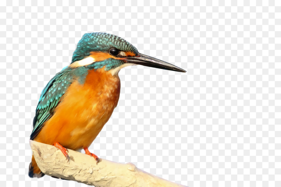 Cálao，Aves PNG