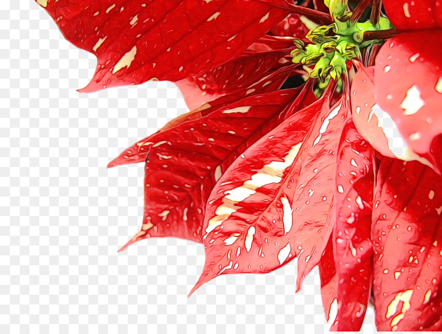 Nochebuena Roja，Rojo PNG