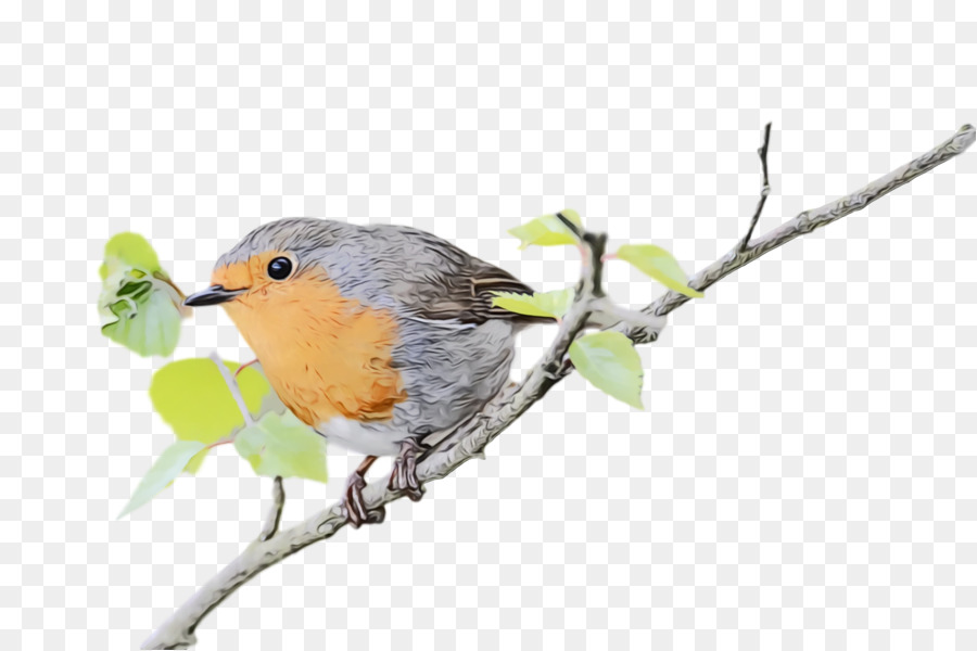 Europea Robin，Viejo Mundo Mosqueros PNG