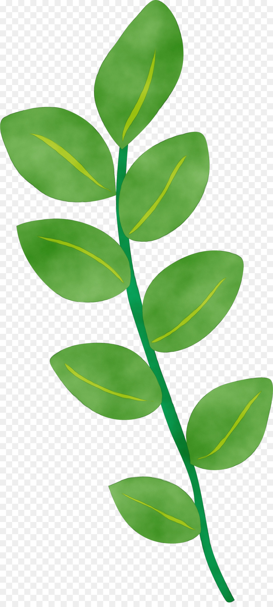 Hoja，Tallo De La Planta PNG