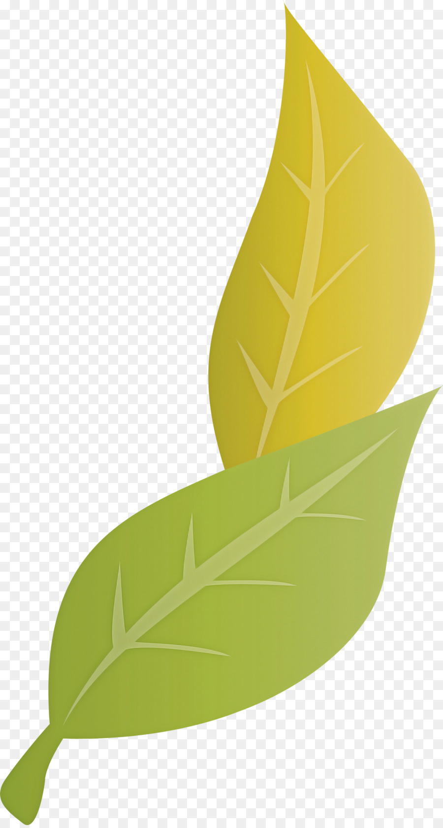 Hoja，Tallo De La Planta PNG