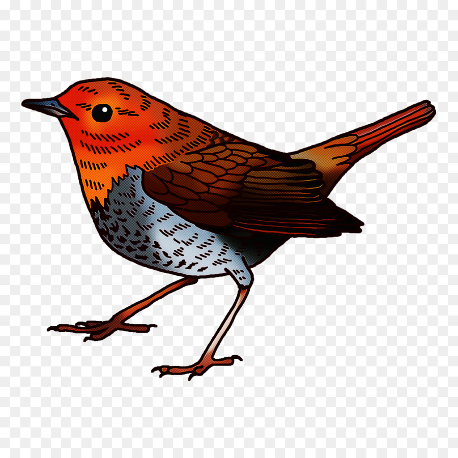 Europea Robin，Los Pinzones PNG