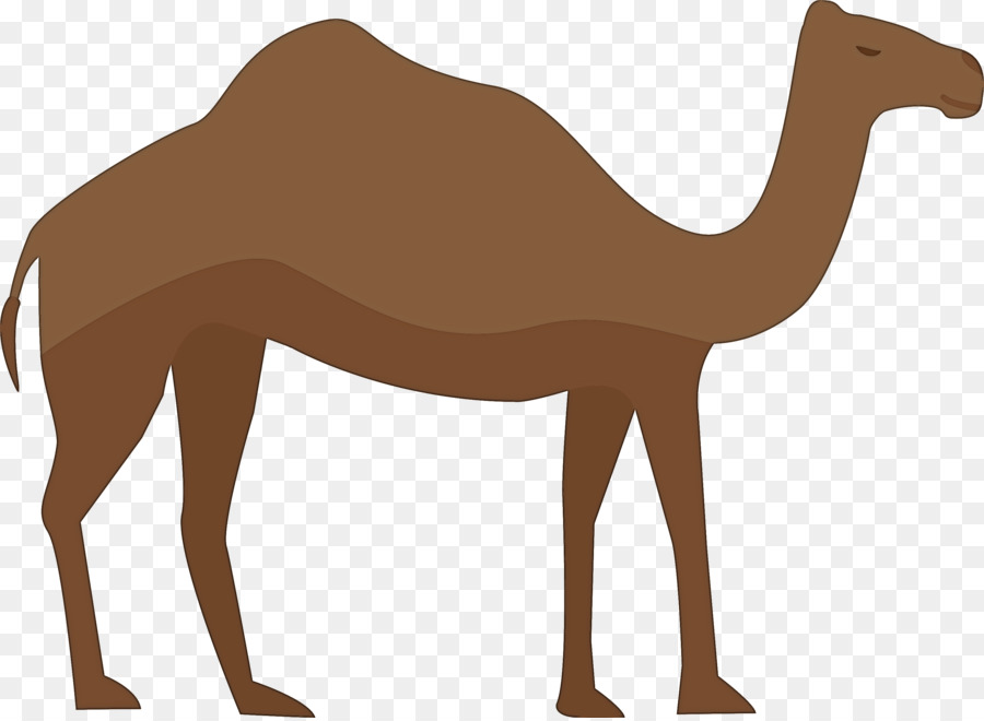 Dromedario，Camello Bactriano PNG