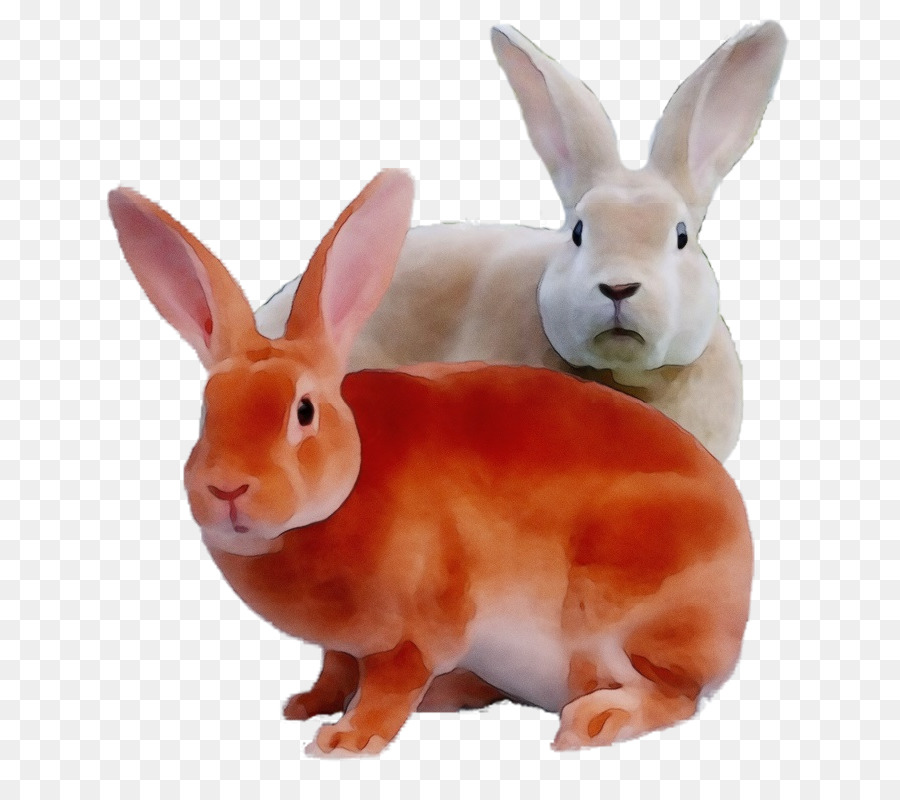 Conejos，Conejito PNG