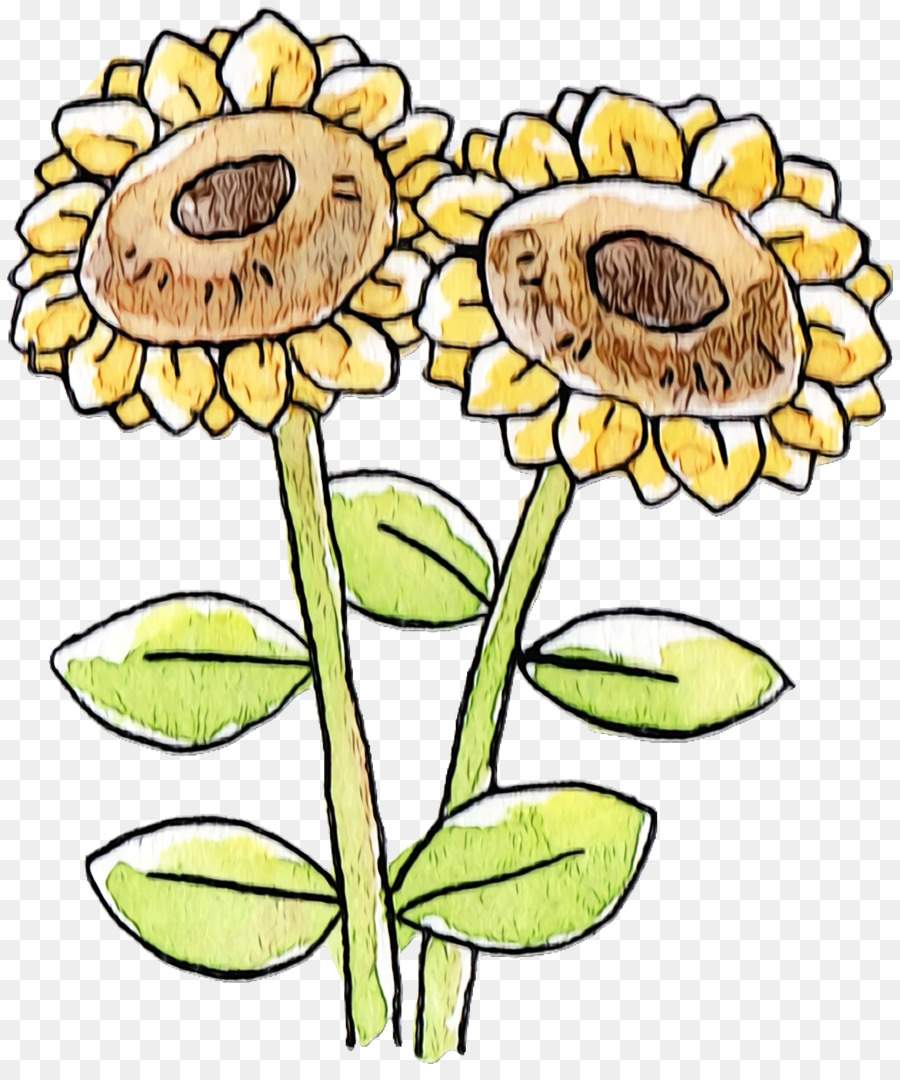 Girasol，Planta PNG