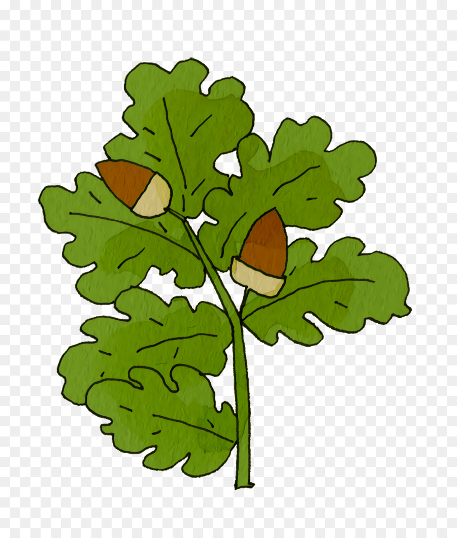 Hoja Vegetal，Tallo De La Planta PNG