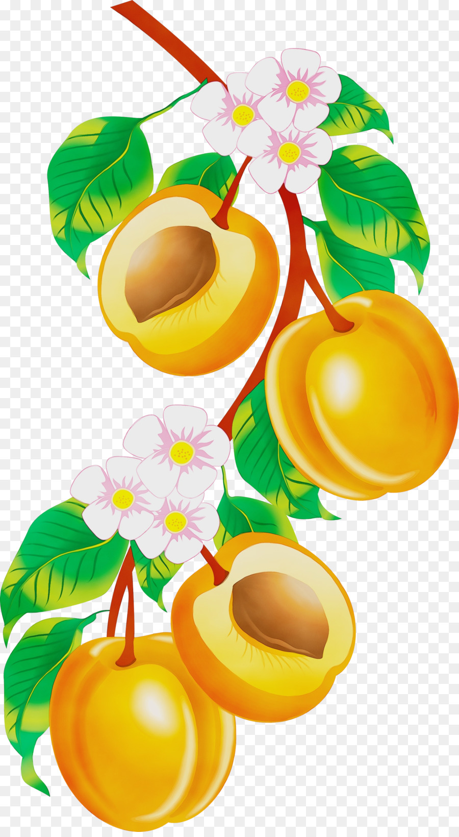 Apple，La Fruta PNG