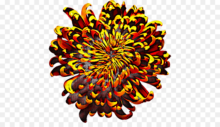 Crisantemo，Simetría PNG