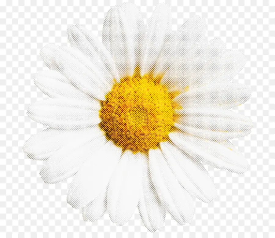 Común Daisy，Margarita PNG