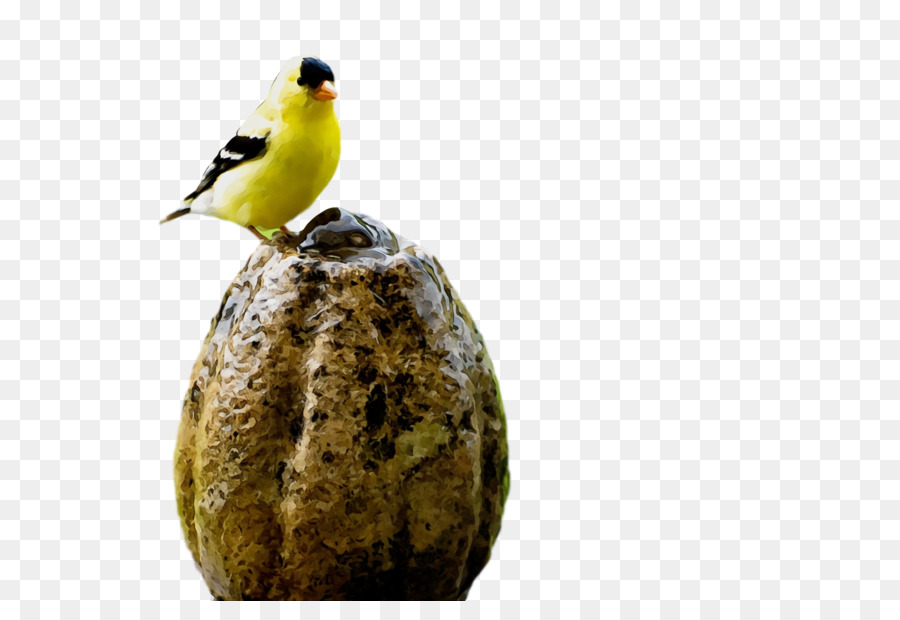 Aves，La Alimentación De Aves PNG