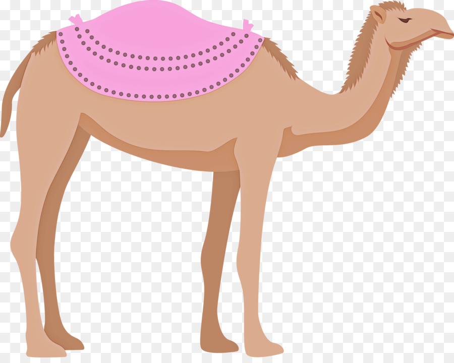 Dromedario，Llama PNG