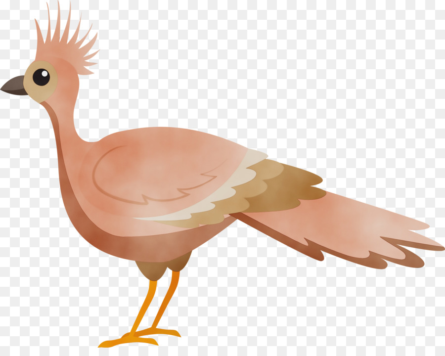 Pollo，Los Patos PNG