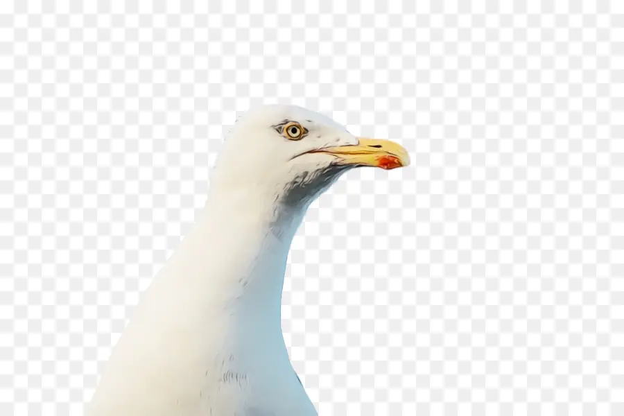 Europea De La Gaviota，Gaviota PNG