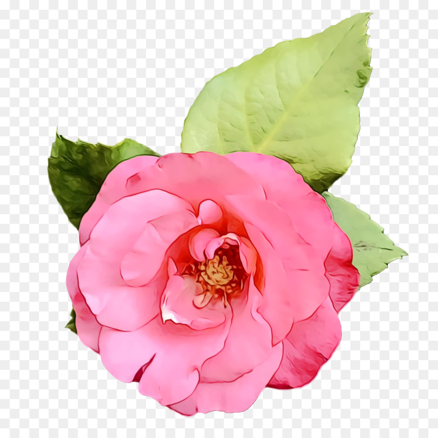 Col Rosa，Las Rosas De Jardín PNG