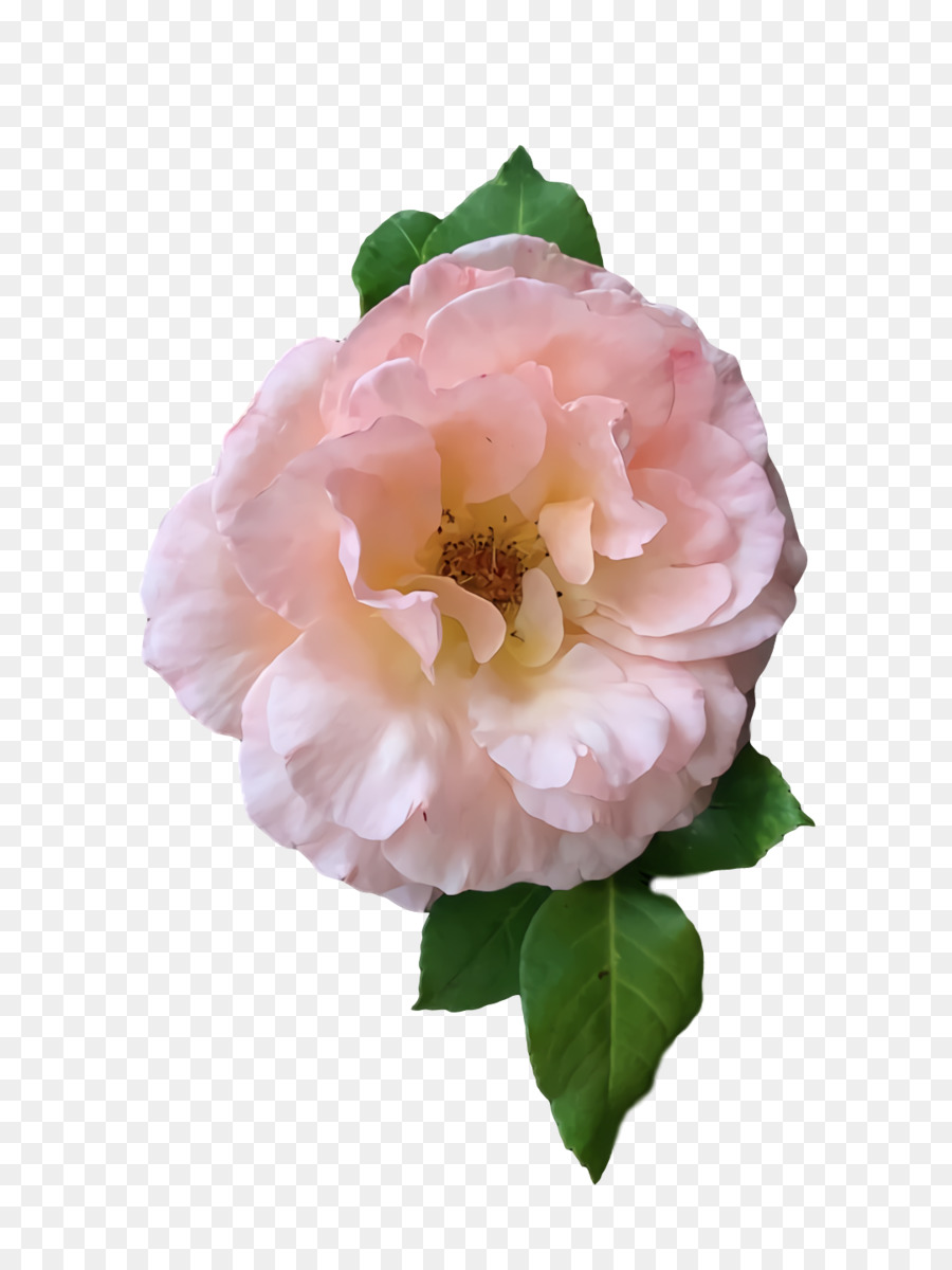 Col Rosa，Las Rosas De Jardín PNG