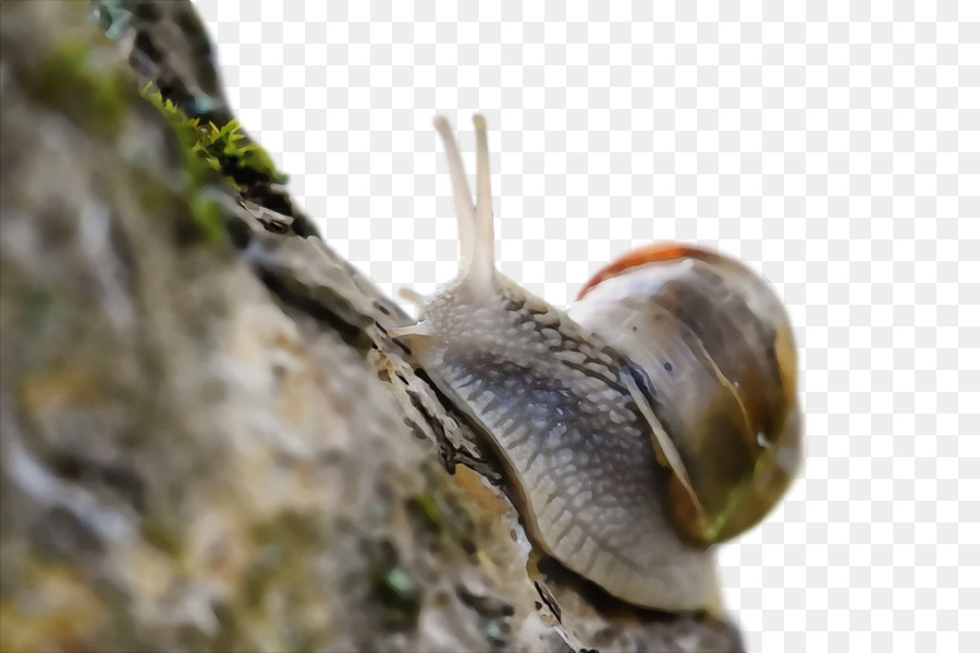 Los Caracoles De Estanque，Schnecken PNG