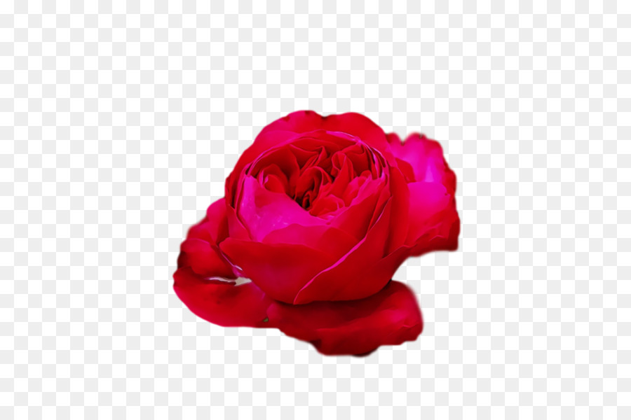 Rosa Rosa，Florecer PNG