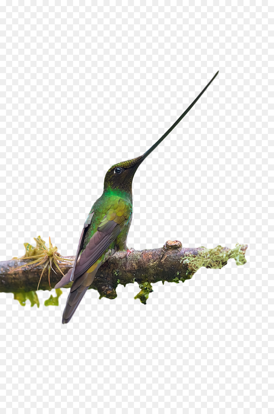 Los Colibríes，Rubythroated Colibrí PNG