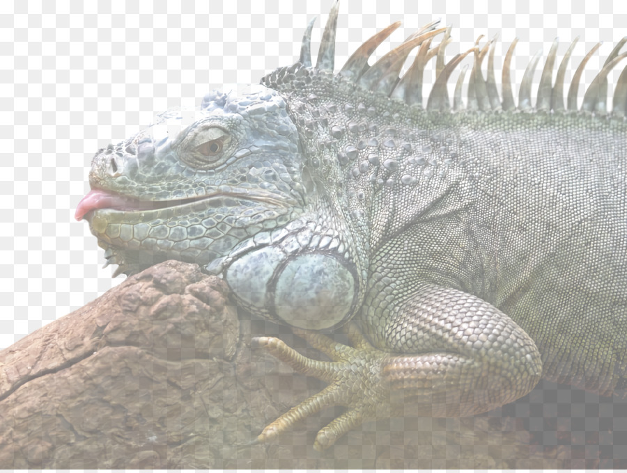 Los Reptiles，ñandú PNG