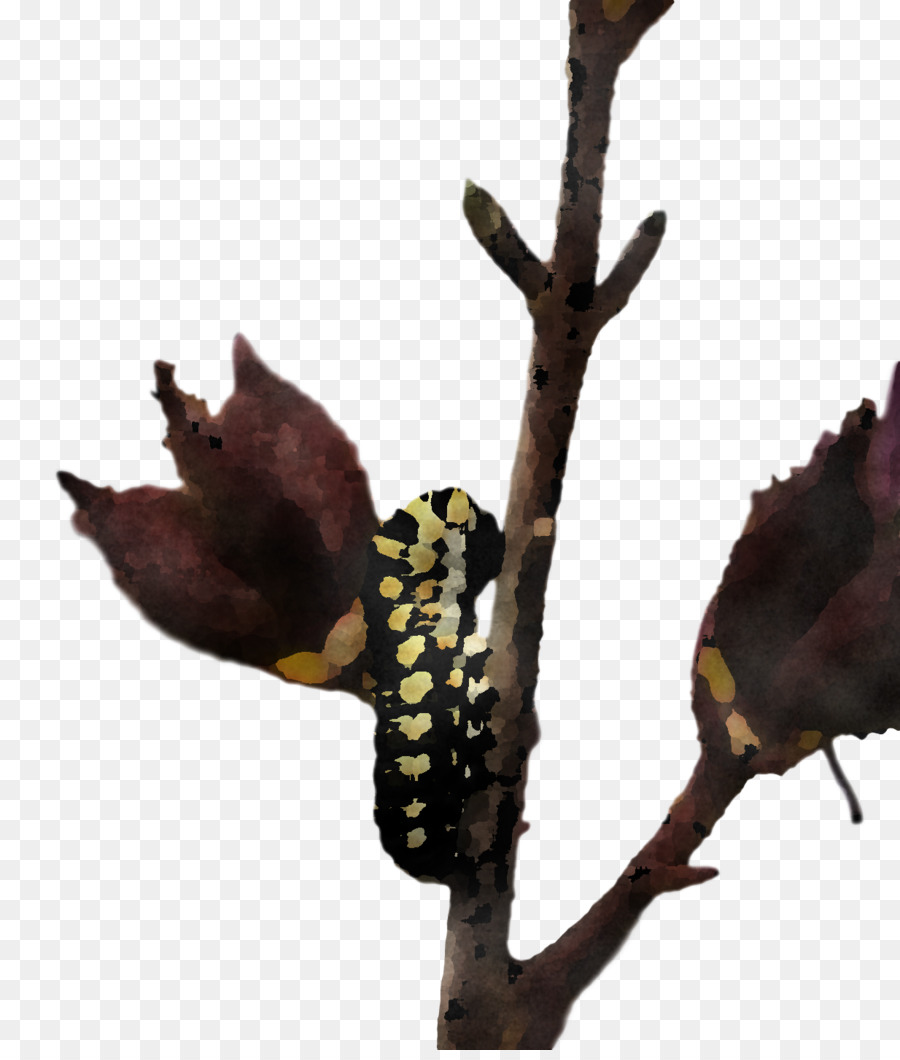 Oruga En Rama，Naturaleza PNG