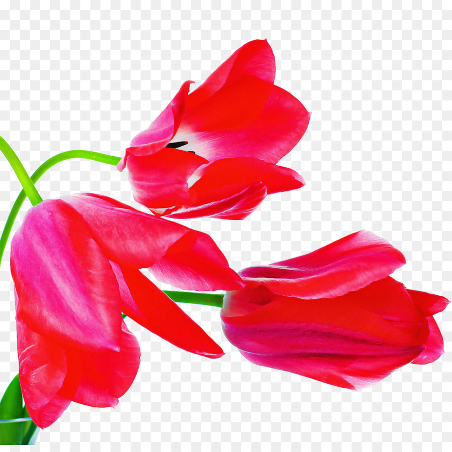 Tulipanes，Rojo PNG