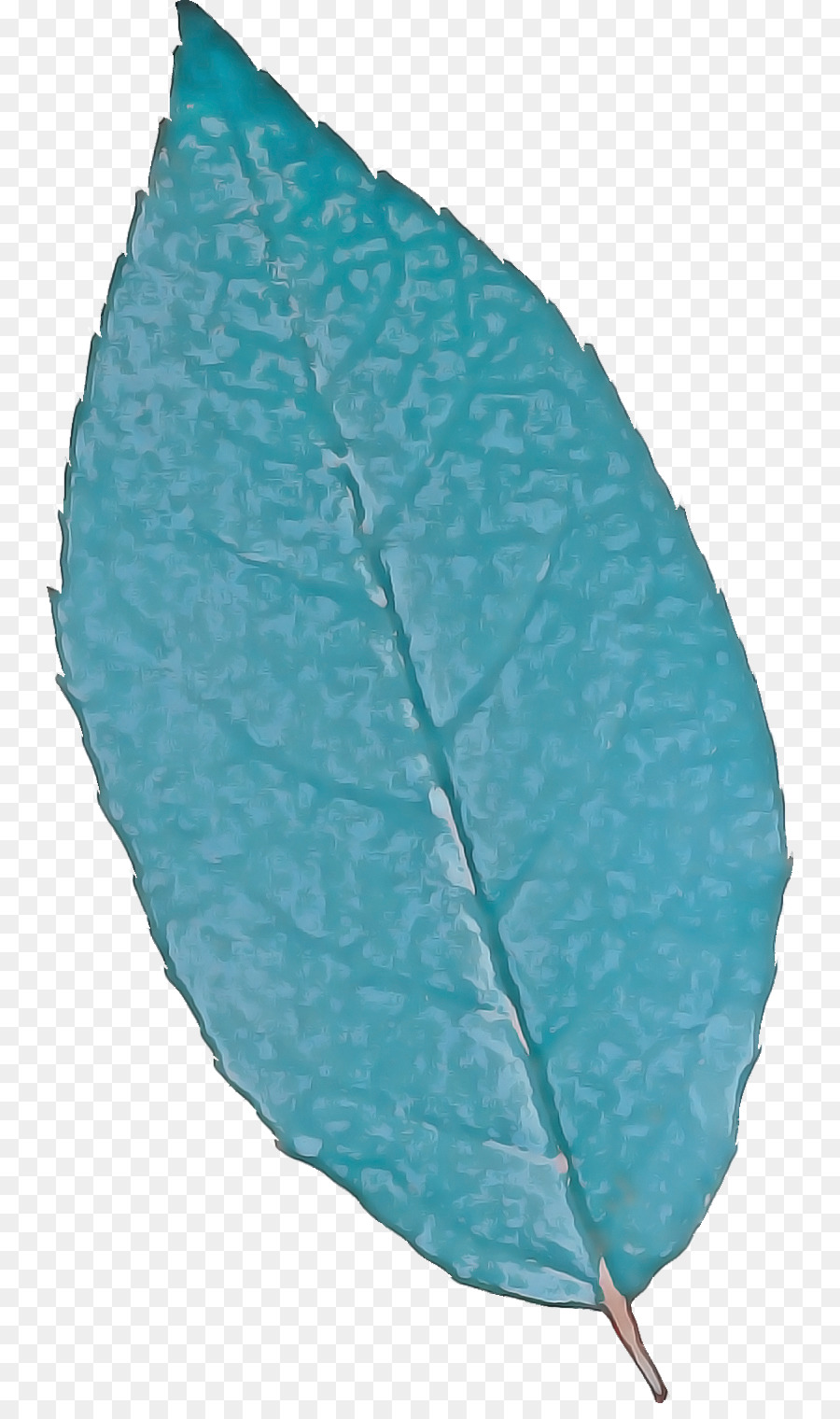 Hoja，Tallo De La Planta PNG