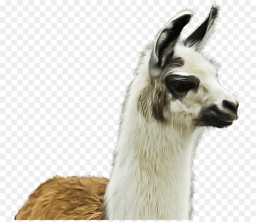 Llama，Sudáfrica PNG