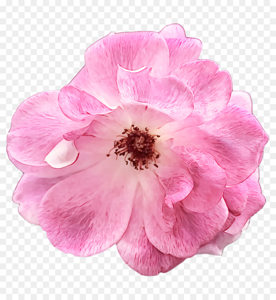 Col Rosa，Las Rosas De Jardín PNG