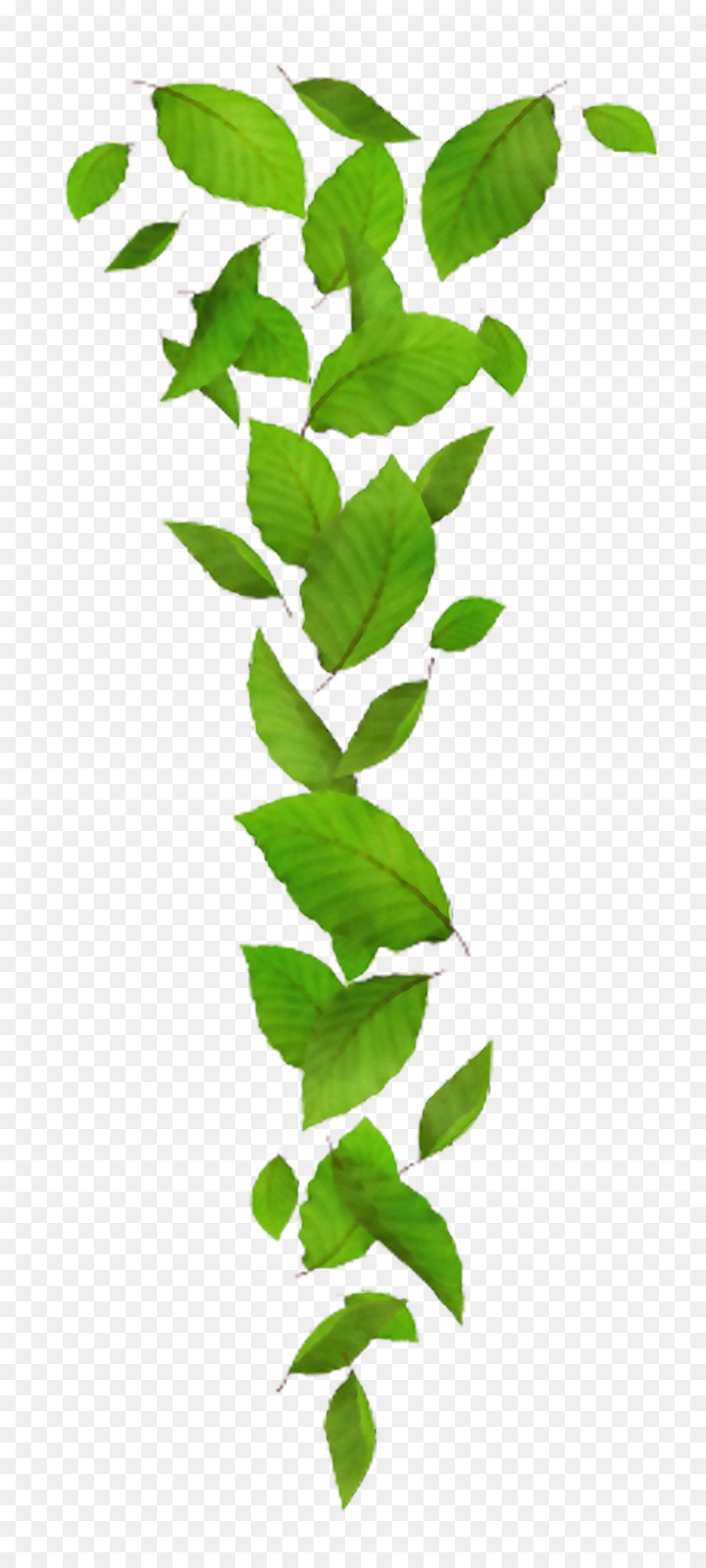 Tallo De La Planta，Hoja PNG