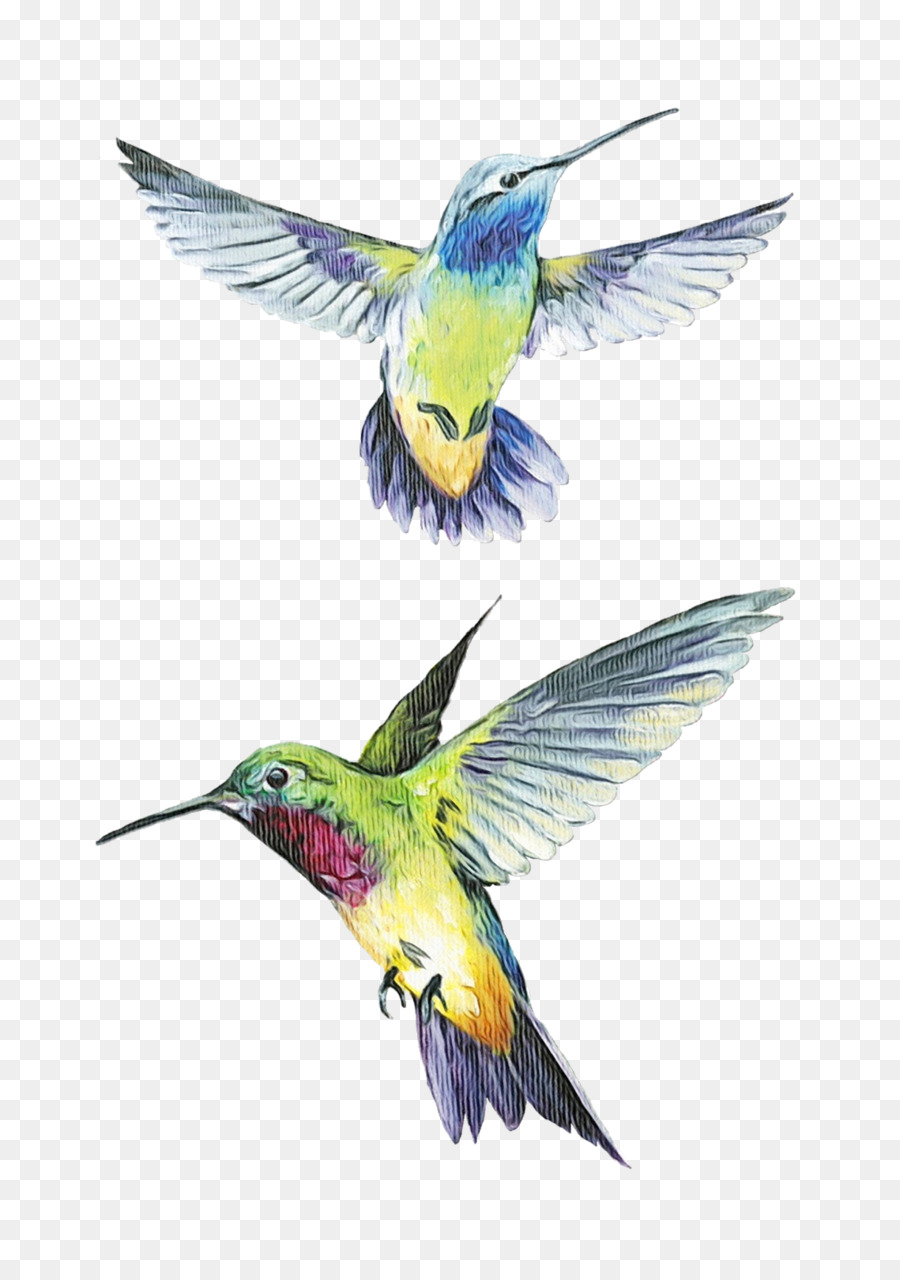 Los Colibríes，Coraciiformes PNG