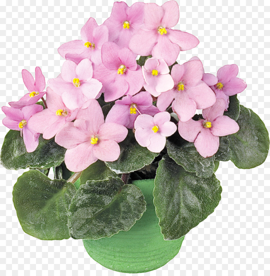 Violeta，Planta De Interior PNG