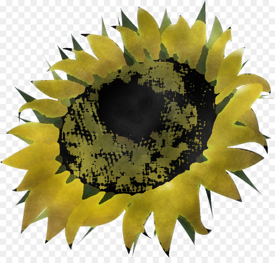 Amarillo，Primer Plano PNG