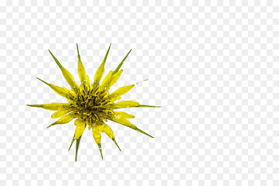 Diente De León，Amarillo PNG